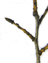 gemeiner kreuzdorn (rhamnus cathartica), zweig mit schief-gegenständigen trieben und knospen || foto details: 2009-01-26, innsbruck, austria, Pentax W60. keywords: purgier-kreuzdorn, nerprun purgatif, ramno catartico